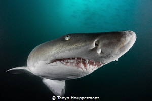 Shimmering Sand Tiger
The skin of a sand tiger shark has... by Tanya Houppermans 